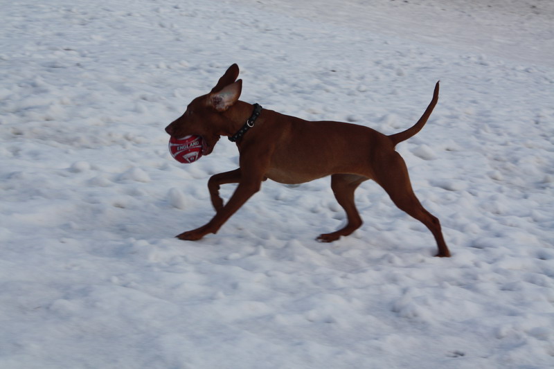 januar 006.jpg