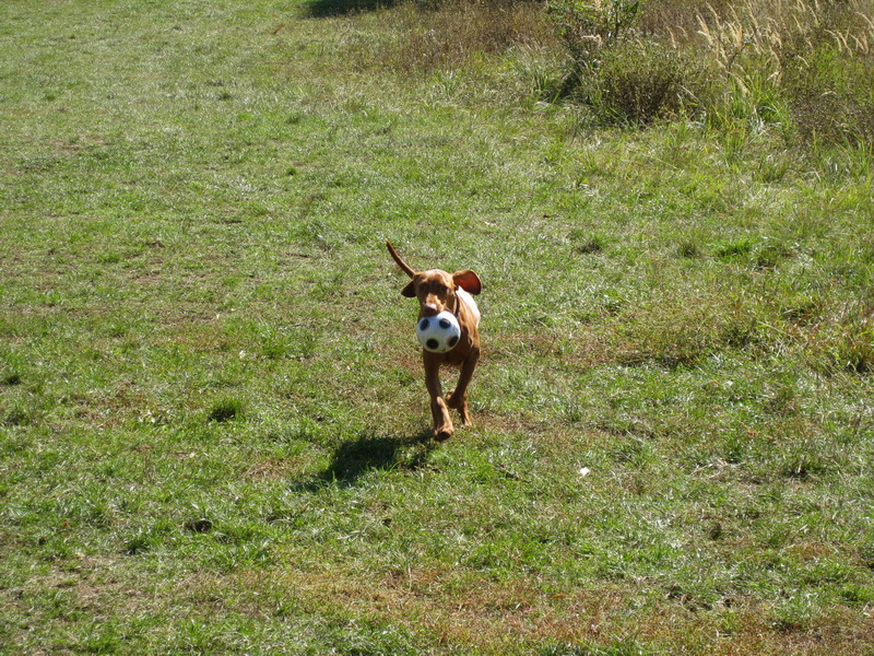 Maddy 09.10.2008 042.jpg