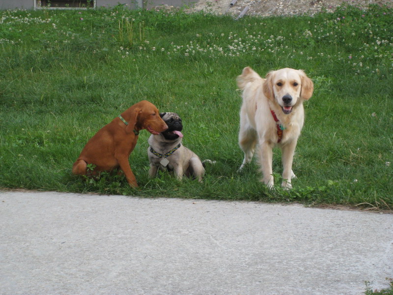 Maddy 011.jpg